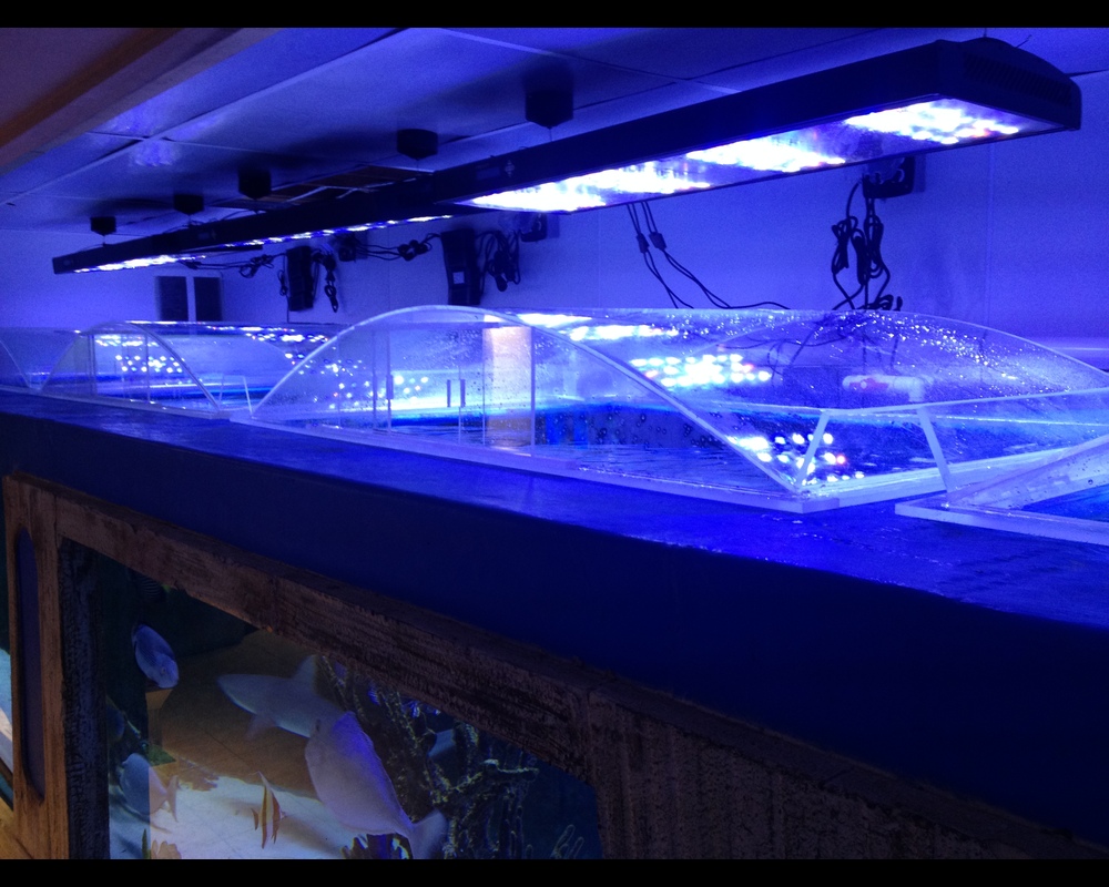 Best Filtration System for Your Aquarium