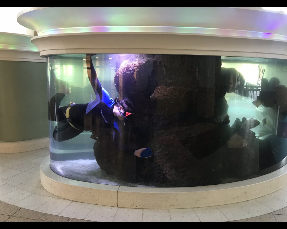 Aquarium Cleaning