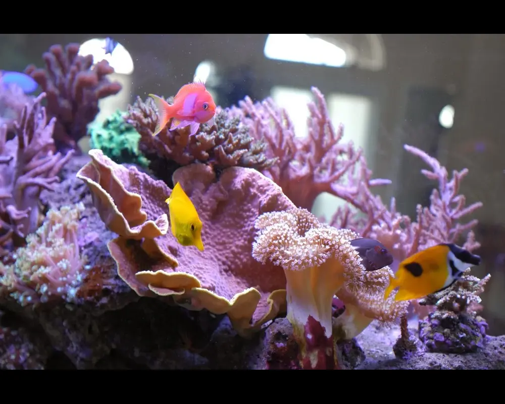 Saltwater vs Freshwater Aquariums