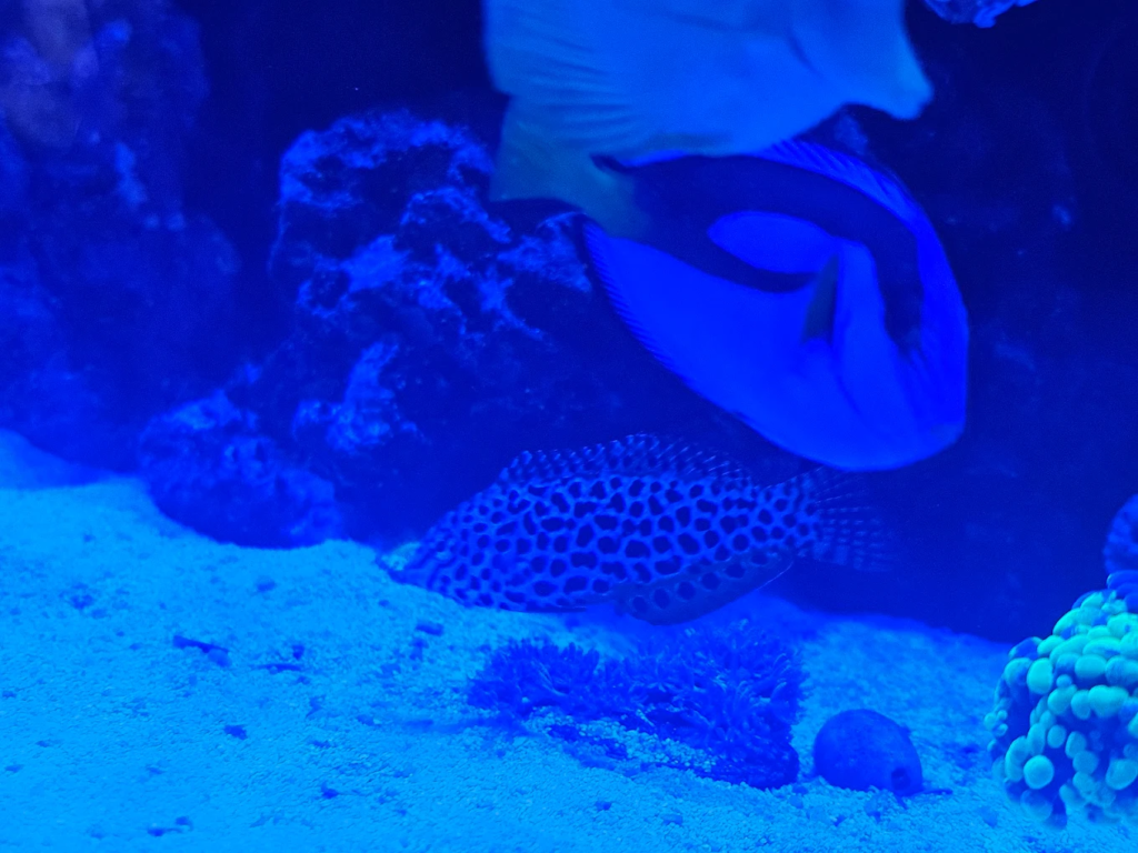 Aquarium Water Cloudy