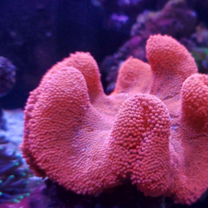 Red Carpet Anemone Sm 2-3"