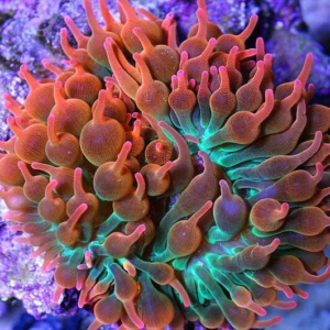 Rose Bubble Tip Anemone 2"-3"
