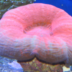 Red Scolymia Sm 2-3"