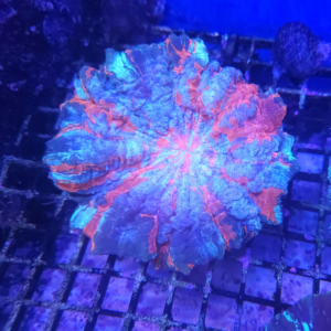 Acanthophylia (Special) Lg