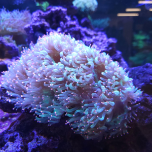 Elegant Coral Med 4"-6"