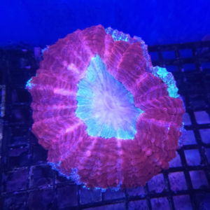 Acanthophylia (Redl)