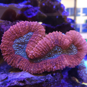 Lobophyllia (Red) Med