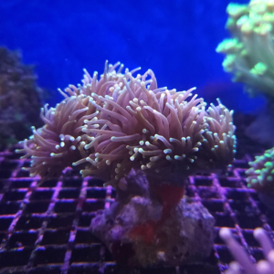 Torch Coral Med 3-4 heads