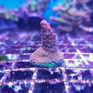 Acropora Supernova Frag Unit