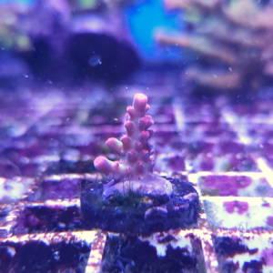 Acropora Shortcake Frag Unit