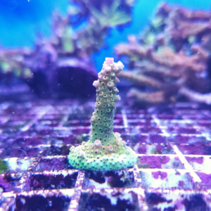 Acropora Martian Sunset Frag Unit