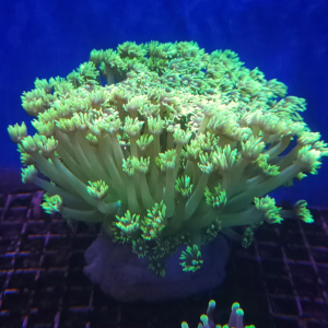 Flower Pot Coral (Green) Lg