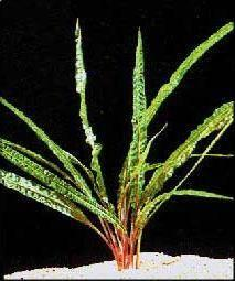 Cryptocoryne balansae