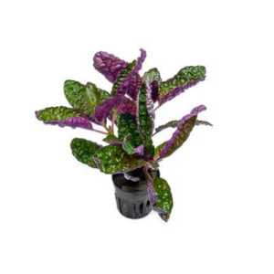 Purple Waffle - Pot
