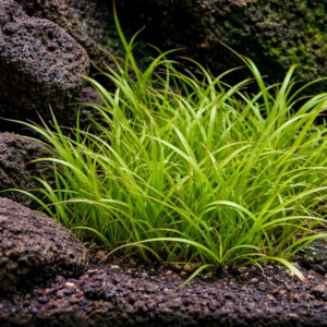 Juncus Repens