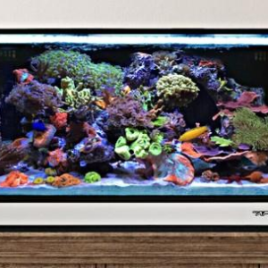Fusion 25 AIO Lagoon Aquarium w/ Pedestal White