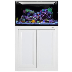 INT 50 Lagoon w/ Stand White