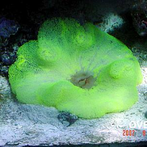 Green Carpet Anemone Unit