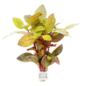 Alternanthera Red Broad Leaf