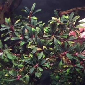 Bucephalandra Red Mini