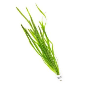 Vallisneria Spiralis