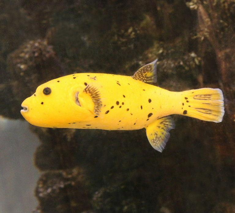 Golden Puffer (Yel) XLg