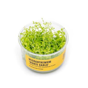 Micranthemum 'Monte Carlo' UNS Tissue Culture