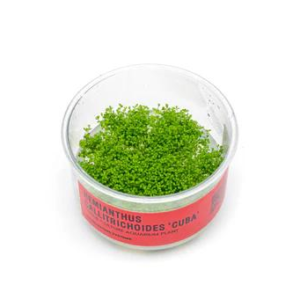 Dwarf Baby Tears UNS Tissue Culture