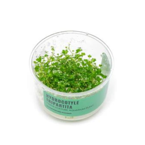 Dwarf Pennywort UNS Tissue Culture