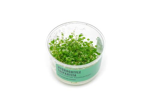 Dwarf Pennywort UNS Tissue Culture
