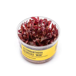 Alternanthera Reineckii 'Mini' UNS Tissue Culture